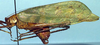 Arantia (Goetia) galbana (Karsch, 1892): female (Cameroon, Bitye). (Otu).