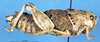 CollectionObject 1507279; 4e6c6a2a-e045-406c-88b9-ca71a999091d: female, lateral view (paratype of Nocarodes bicoloripes forma marani). (CollectionObject).