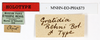 CollectionObject 1558063; 41d84573-9e26-4dbb-ba70-3710a744e165: copyright MNHN, Paris. male, data labels (holotype). (CollectionObject).