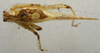 CollectionObject 1535904; bfbf330f-6025-47b1-a31c-a7273169fd67: male, dorsal view. (CollectionObject).