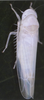 Habitus, dorsal view on Edwardsiana candidula (Kirschbaum, 1868): Habitus (female). (Observation).