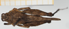 CollectionObject 1584013; 21b1c4d3-07f4-48f4-b84b-642bd2309ada, NHMUK010924474: male, dorsal view (paralectotype). (CollectionObject).