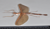 CollectionObject 1563989; ac1d021f-1ab2-4832-91a9-6446fe3be265: copyright Paul D. Brock. female, lateral view. (CollectionObject).;CollectionObject 1563990; 5dd91c0f-63c0-4cfb-865d-b35d97968929: copyright Paul D. Brock. female, lateral view. (CollectionObject).