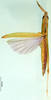 CollectionObject 1501686; d15dc620-d108-4cf3-8da4-9eda8bb6d1fe: female, dorsal view. (CollectionObject).