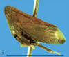 Habitus, lateral view: !! display not done !! on Enchenopa monoceros (Germar, 1821): (Observation).