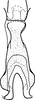 Connective on Drabescus pallidus Matsumura, 1912: Connective, ventral view. (Observation).