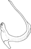 Aedeagus, lateral view on Empoascanara (Empoascanara) producta Dworakowska, 1992: Aedeagus, lateral view. (Observation).