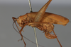 CollectionObject 1506586; 266b06df-fa64-4bab-821a-219d54d5b44e: female, lateral view (syntype). (CollectionObject).