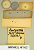 Eurycotis floridana (Walker, 1868): Lectotype, female, labels, reverse. BMNH(E)#878027. (Otu).