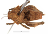 CollectionObject 1568270; 03ba0241-de16-4782-a1af-0d9afe168a5f: female, dorsal view. (CollectionObject).
