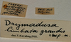CollectionObject 1517332; 6aed9752-f551-4b78-a997-674fac48d1ef: labels (holotype). (CollectionObject).