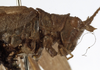 CollectionObject 1529698; a14a7e32-500d-4e1c-a3a8-48317d5b9ff4: male head and pronotum, lateral view (holotype). (CollectionObject).