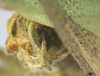 CollectionObject 1567556; b55a4a95-43d7-4b84-9f58-09520282302b: male cerci (paratype). (CollectionObject).