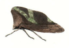 Habitus, lateral view: !! display not done !! on Smilia vittata Amyot & Audinet-Serville, 1843: (Observation).