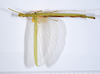 CollectionObject 1563623; e1c91f29-91f3-47c4-80a6-de2f5bf5e948: copyright ANSP. female, dorsal view (paratype). (CollectionObject).