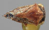 Habitus, dorsal view on Brachycentrotus hirsutus (Metcalf & Bruner, 1925): (Observation).