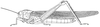 Orthacanthacris humilicrus (Karsch, 1896): Page 167, Figure 1. female habitus. (Otu).