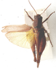 Eucoptacra torquata Bolívar, 1912: dorsal view. (Otu).