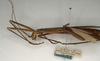 CollectionObject 1557179; 05742aea-1eb3-4dcd-8a41-abf434718376: copyright NMW, Vienna. female: head and thorax, lateral view (syntype). (CollectionObject).;CollectionObject 1557180; e6f245ef-e531-4bc4-848c-e42120af3f4f: copyright NMW, Vienna. female: head and thorax, lateral view (syntype). (CollectionObject).