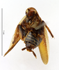 CollectionObject 1587673; MNHN(SF IMPORT DUPLICATE) MNHN-EP-EP1848, 2fa4a14c-22be-4de4-bae3-f1f4fdcfc45b: CC BY-NC-ND 4.0/MNHN - Depraetere Marion - 2014. Holotype, female, of jucunda Saussure, 1869. Specimen number: MNHN-EP-EP1848. http://coldb.mnhn.fr/catalognumber/mnhn/ep/ep1848. (CollectionObject).