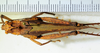 CollectionObject 1498825; fdce5aa8-49e9-4077-b53a-520376e5d651: 2012. female, dorsal view. (CollectionObject).