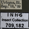 Other: !! display not done !! on Forcipata citrinella (Zetterstedt, 1828): Labels for the specimen used for the dorsal, lateral and face images. (Observation).
