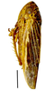 Habitus, dorsal view: !! display not done !! on Ciminius platensis (Berg, 1884): Specimen from Parque Nacional do Itatiaia, Southeastern Brazil, by C. M. F. Silva 2014. (Observation).