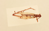 CollectionObject 1517864; eee3bbe0-ed08-4ae2-baae-5e237bdb561e, NHMUK015982383: male, dorsal view (holotype). (CollectionObject).