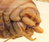 CollectionObject 1539594; 9260ad1d-6038-4710-8aa5-fdf15928428b, MNHN-EO-ENSIF1616: male cerci (holotype of Salomona redtenbacheri). (CollectionObject).