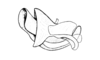 Moluchacris nigripes Cigliano, 1989: Fig. 86. cingulum and endophallus, lateral view. (Otu).
