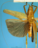 CollectionObject 1505293; 872ccf49-e64d-4c31-8acb-65d5d591fe34: male, dorsal view (holotype). (CollectionObject).