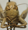 CollectionObject 1535150; cd6626cf-a7ef-4614-b542-32a814a3fae7: male, frontal view (syntype). (CollectionObject).