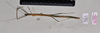 CollectionObject 1597517; d5f24779-dd27-4ccc-91dc-c0391848caf0, QIMR T250917: copyright QM. female, dorsal view (holotype). (CollectionObject).