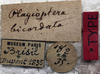 CollectionObject 1539799; 06d10633-24b9-4b22-95b2-13e7711f824e: labels (holotype) - http://coldb.mnhn.fr/catalognumber/mnhn/eo/ensif802. (CollectionObject).