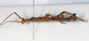 CollectionObject 1557776; db09e5e6-a031-42c2-8b75-5c488b61d0ea: copyright NMW. female, lateral view (syntype). (CollectionObject).;CollectionObject 1557777; 022a4bd5-75b3-4878-9016-fc44d8d98d1b: copyright NMW. female, lateral view (syntype). (CollectionObject).