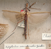 CollectionObject 1561921; 8e12df9e-a411-4f17-b7fd-73eccb54cee1: copyright NZSI, Calcutta. female (holotype). (CollectionObject).