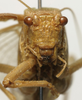 CollectionObject 1535086; 3d3bd2b7-b0a3-461b-bc28-38702ad8a9d8: male face (holotype). (CollectionObject).