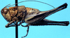 CollectionObject 1499303; d6bd2f17-25ec-41b4-bf8c-845187e5c299: male, lateral view (holotype). (CollectionObject).