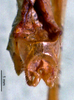 CollectionObject 1503266; 705deb9c-5d1f-4e7a-a21a-285c96347e9b: male subgenital plate. (CollectionObject).