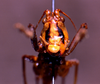 CollectionObject 1541574; 3751ded4-4b96-4f76-8574-bd1e2b3bd7d0: female frons (topotype). (CollectionObject).