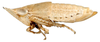 Habitus, lateral view: Chiasmus sp., lateral habitus (INHS). (Observation).