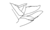 Micropaon lucens Descamps & Rowell, 1984: Fig. 17. female abdomen tip, lateral view. (Otu).