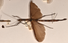 CollectionObject 1562085; 4df377aa-8c7e-43ea-883a-418c911828b5: copyright OUMNH. female, lateral view (syntype). (CollectionObject).;CollectionObject 1562086; de1335ae-5318-468c-8703-16e1e6fc2d2c: copyright OUMNH. female, lateral view (syntype). (CollectionObject).