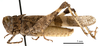 CollectionObject 1538212; 32989f08-e9aa-44c3-a0c8-d5ebd1aee270: male, lateral view (holotype). (CollectionObject).