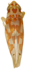Habitus, dorsal view: Habitus (paratype, KSEM collection). (Observation).