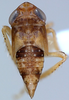 Nymph on Discolopeus thigmacaenus (Stiller, 2019) now Discolopeus thigmacaenus Stiller, 2019: Nymph (from Gifberg). (Observation).