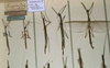 CollectionObject 1560343; NMW 1109, 7e7a2e7f-b7a4-4d05-97b9-0e50d0531ece: copyright NMW, Vienna. male and female of synonym Sipyloidea normalis (lectotype male & PLTs). Care many are are S. poeciloptera, but NOT those from Toli-Toli. (CollectionObject).