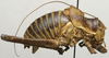 CollectionObject 1535002; 4f1919c6-c607-4149-bb25-99802ff6f65e: male, lateral view (syntype). (CollectionObject).