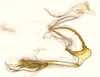 Aedeagus, lateral view: (Observation).