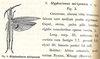 Glyphoclonus miripennis Karsch, 1896: p. 250. complete original description. (Otu).